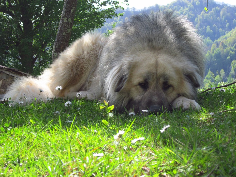 Kaukazas yra labai atsparus šuo, atsparus žemai temperatūrai. Jis mėgsta erdvę ir kalnuotas vietoves.